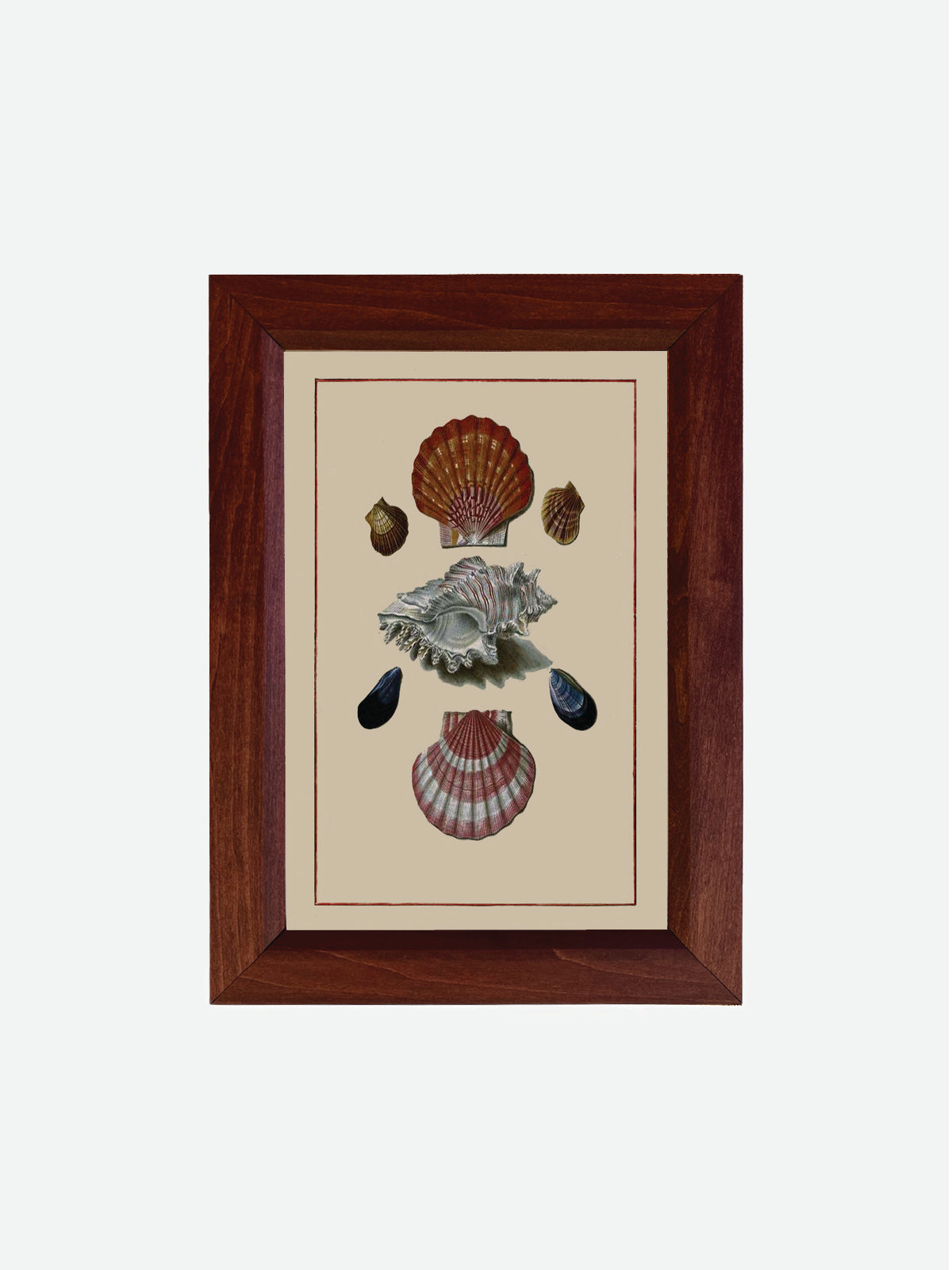 Sea Shells Wall Art
